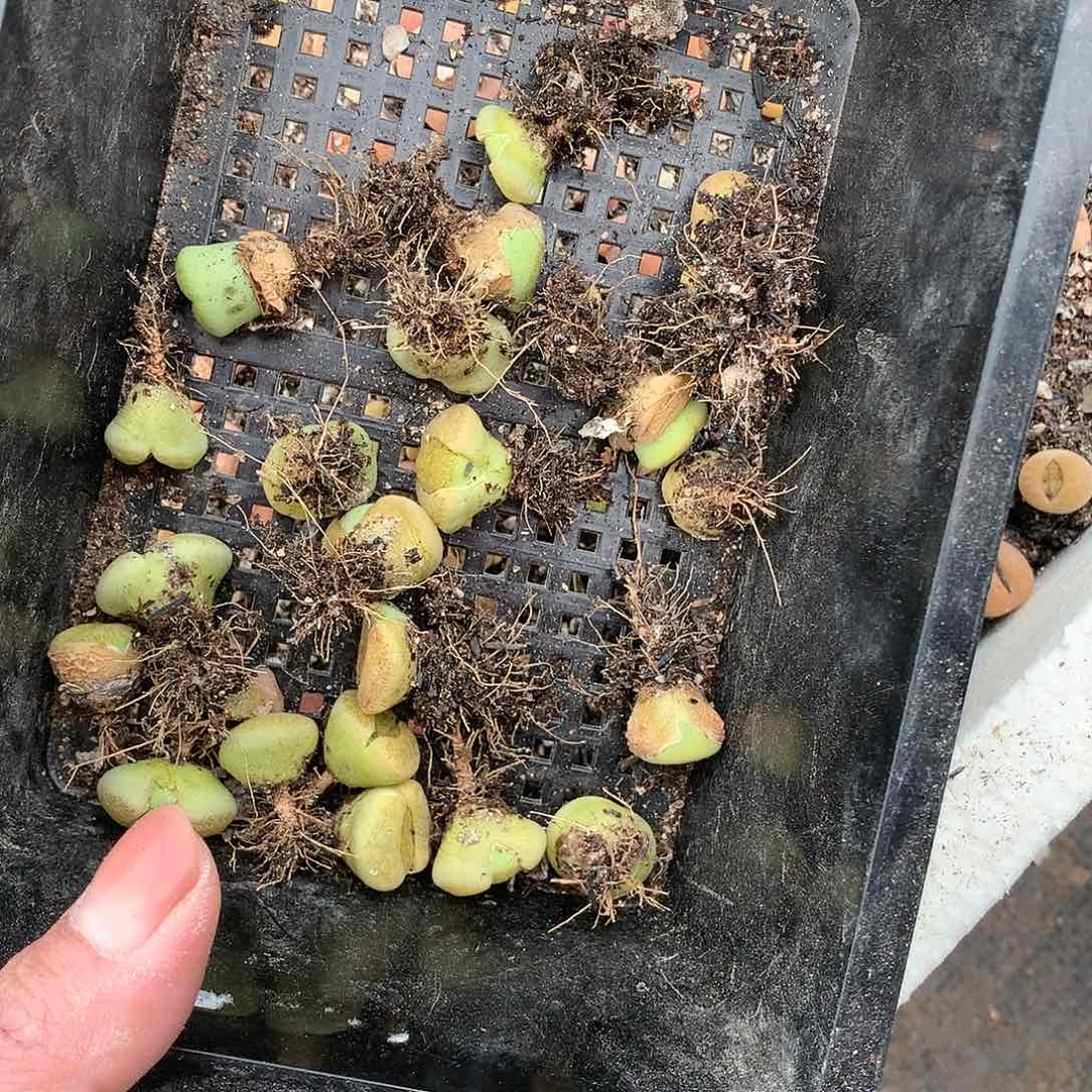 逆****笑D303多肉植物保护研究所