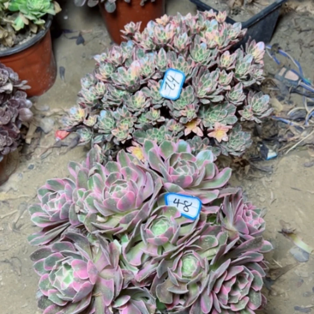 【闪购商品】多肉植物组合62