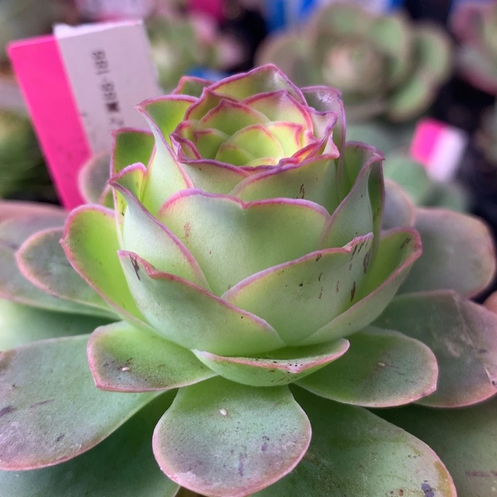 一物一拍天使之翼521