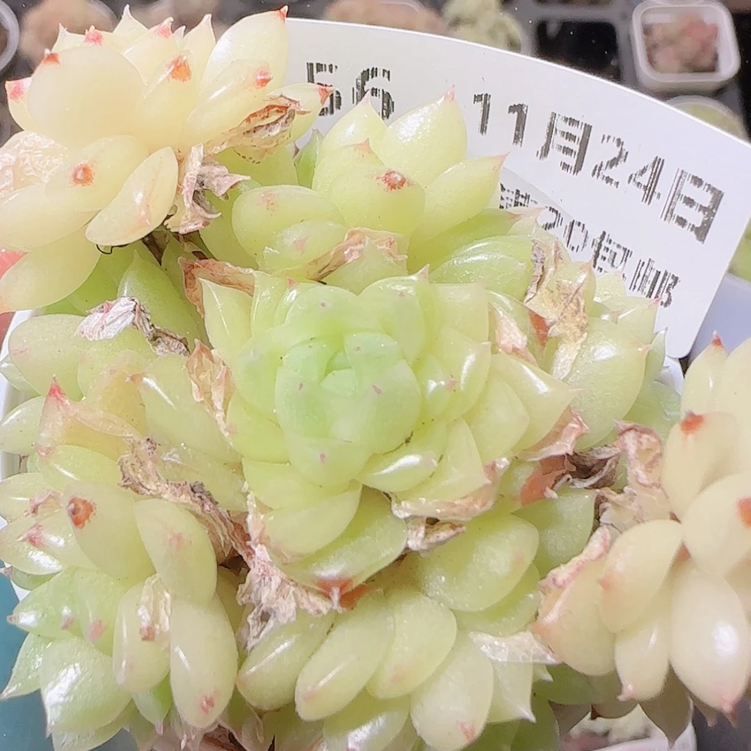 花语逸镜1124-56散