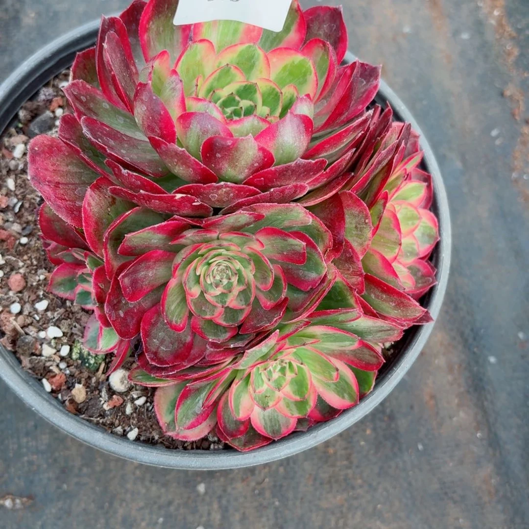 31法师锦多肉018云荷