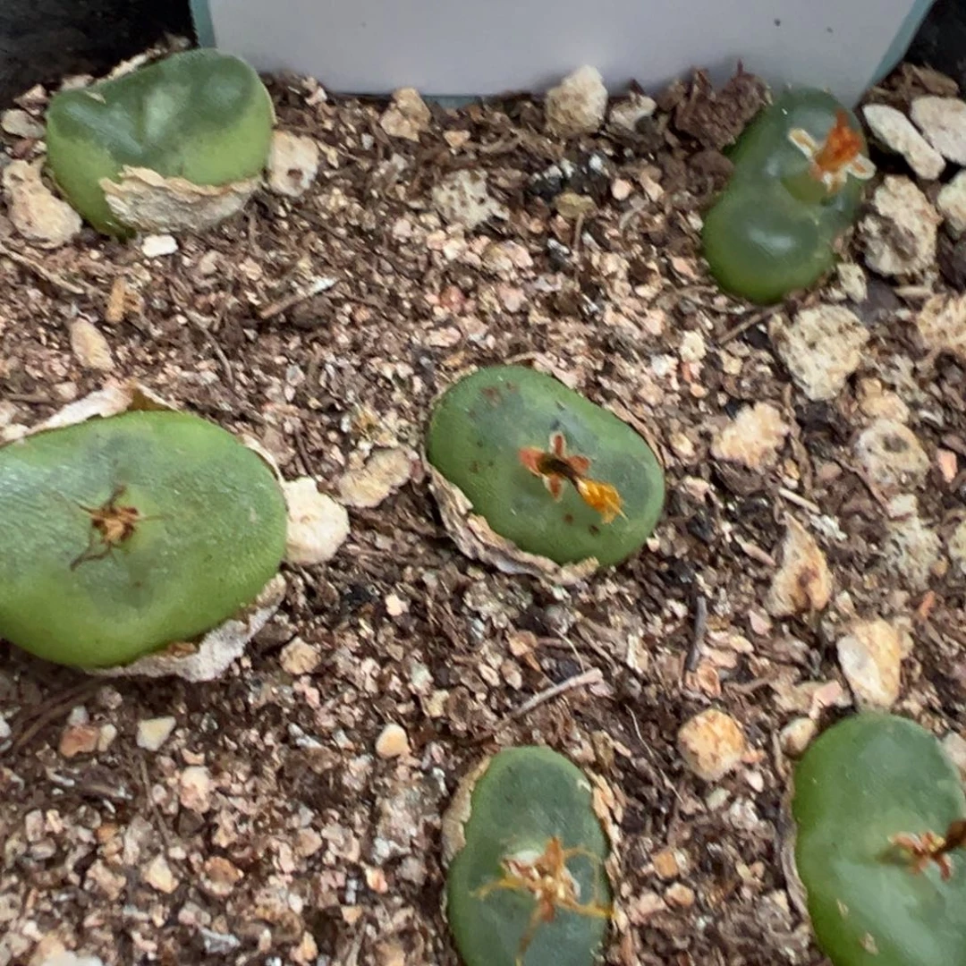 18-183肉锥多肉植物