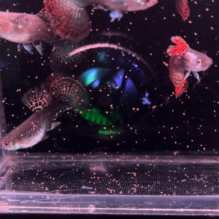 海水鱼半月尾红龙3对