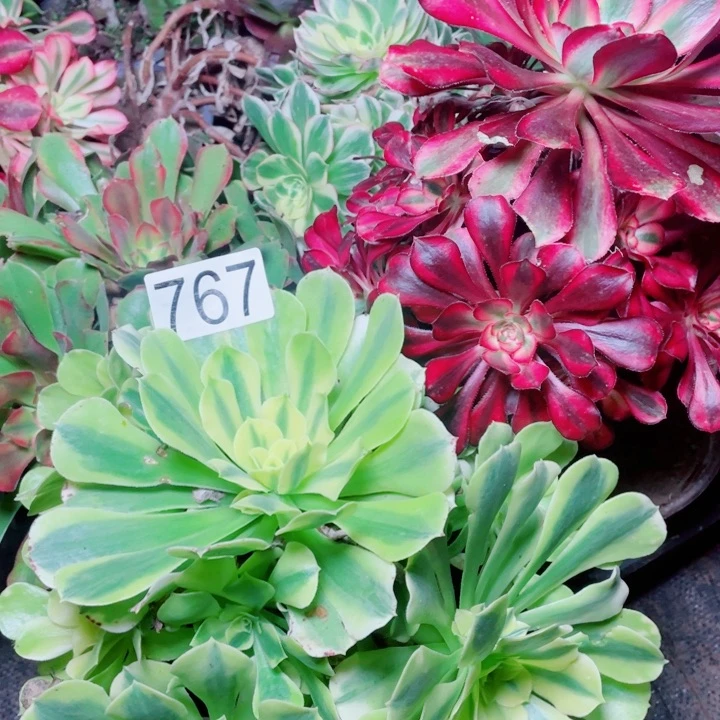 开*多肉植物组合767