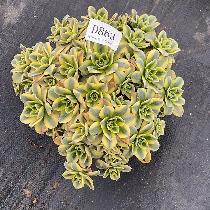 863星爆多肉叶片有瑕疵