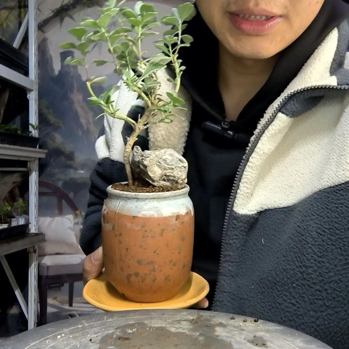 一**心中青园艺一物一拍203