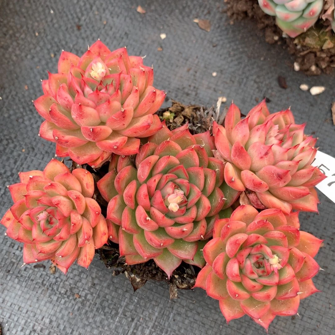 4573杂交多肉植物基地