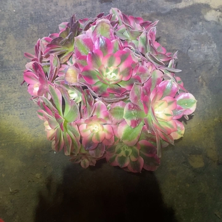 女巫63多肉植物法师法师