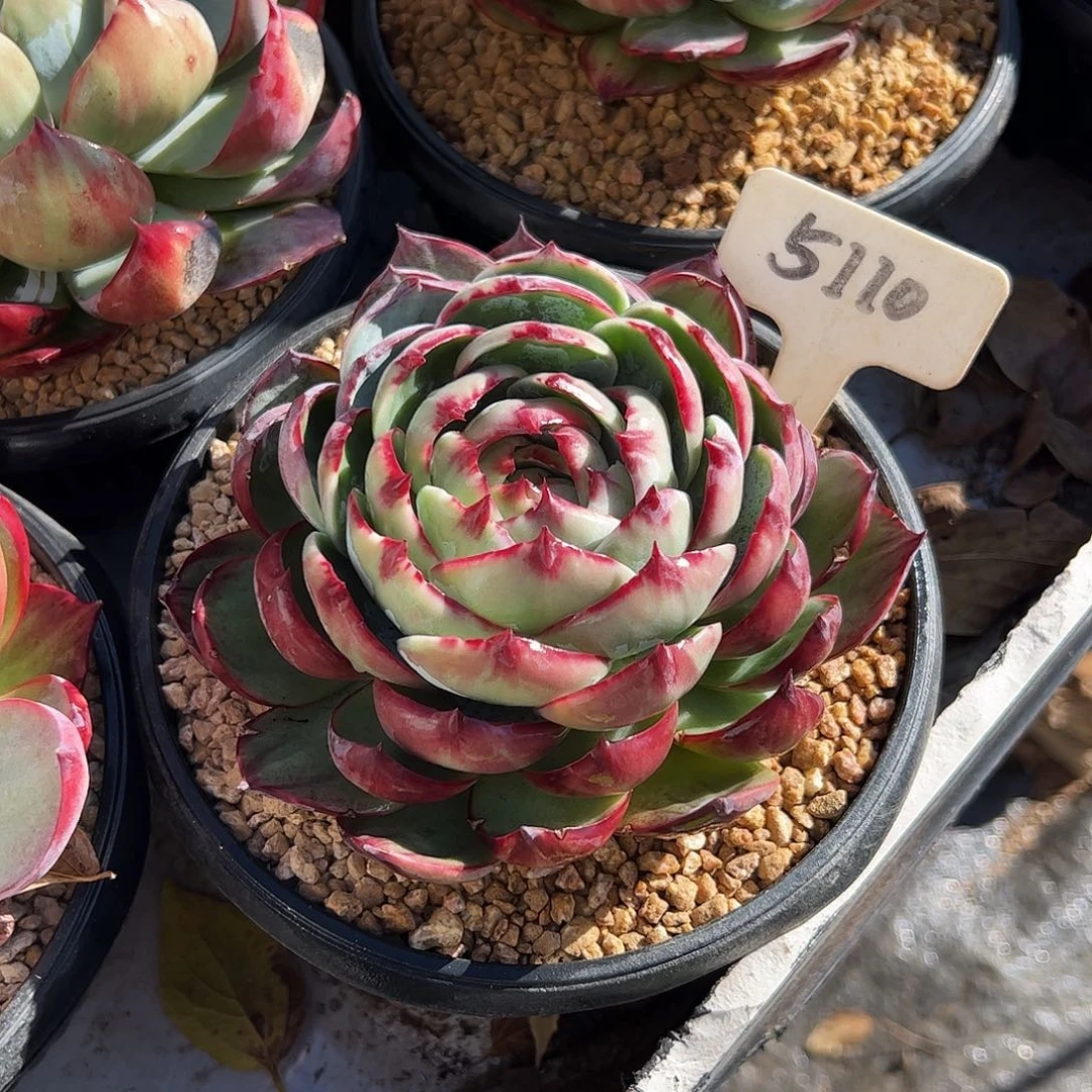 魅***人惊鸿仙子一物一拍5110号