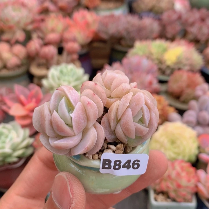 一物一拍含盆土满38包邮B846