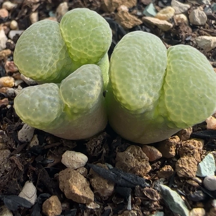 多肉植物优选特殊风铃48号