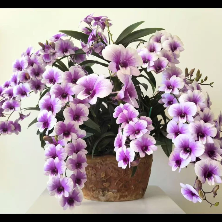 粉黛秋石斛（大杯）花大花香 复色花 适合盆栽 可室内室外养