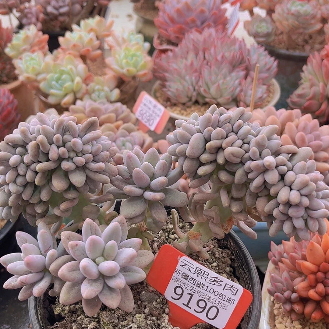 9190汤圆缀多肉植物