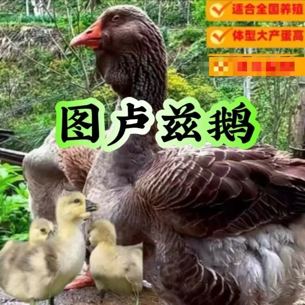 （福）   灰图卢兹  大型 坦克鹅（5天）