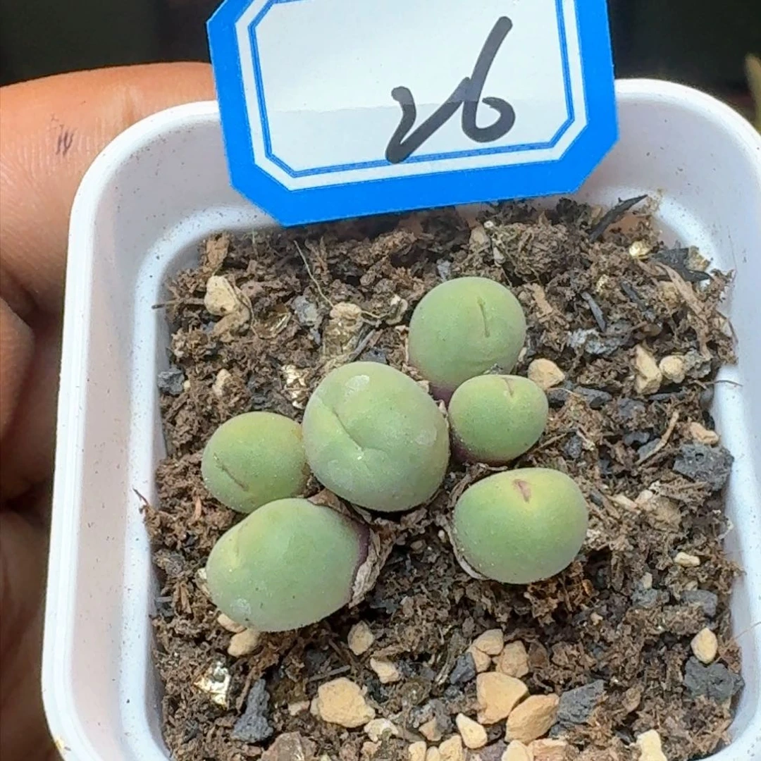 小红嘴6头带盆土