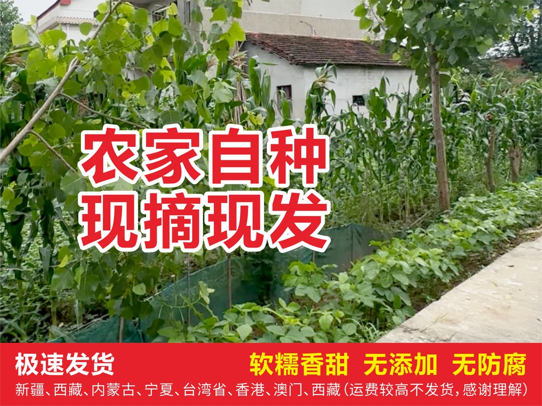 糯玉米 农家自种现摘现发