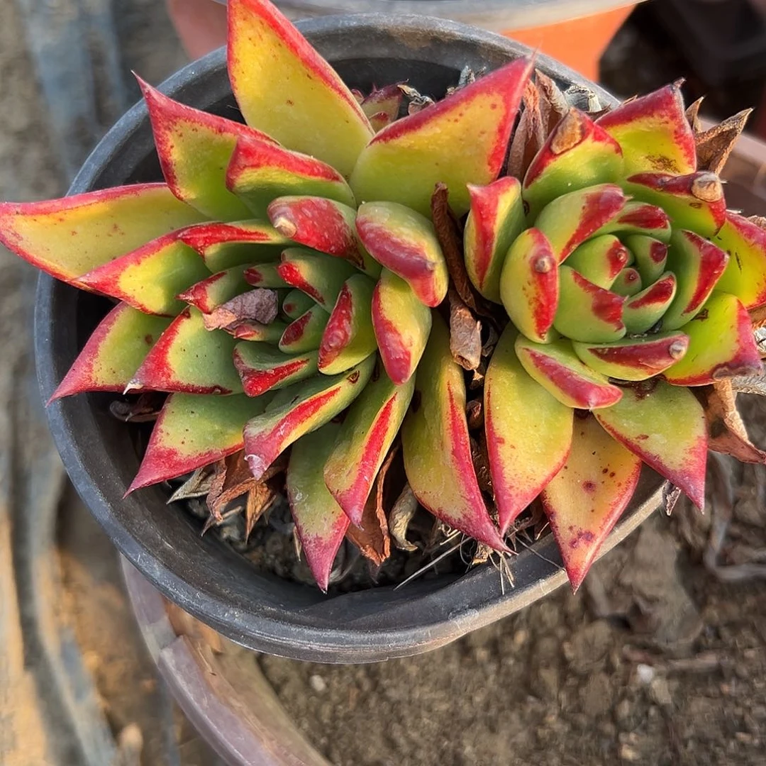 多肉植物双头口红