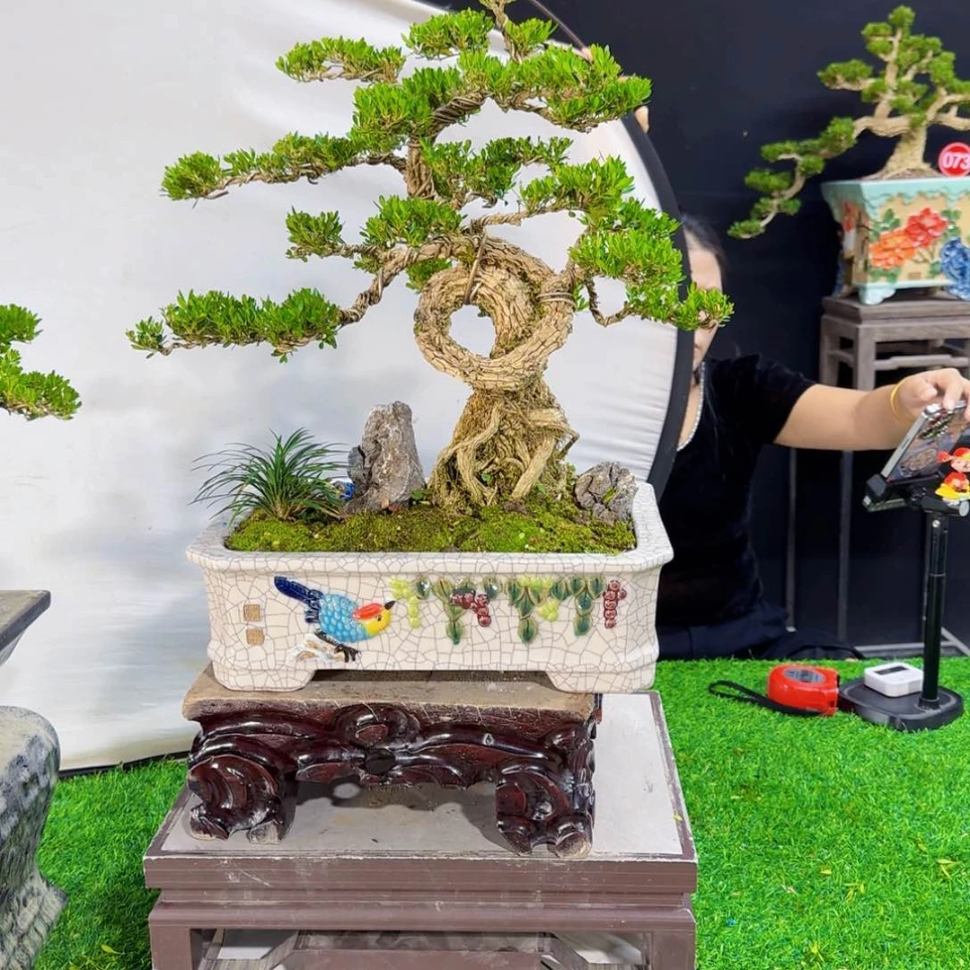 当前无花朵，栽培后可花朵?*