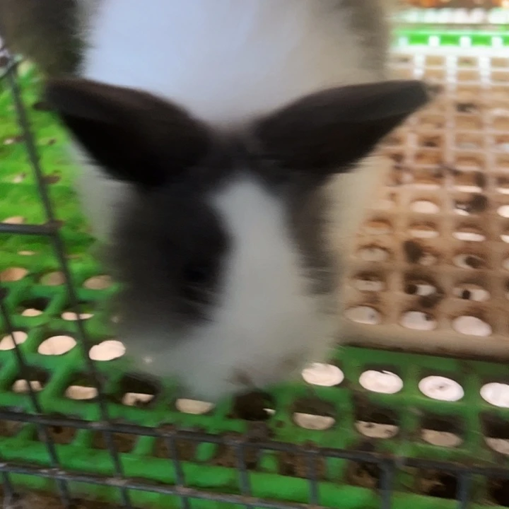 猫猫灰道奇4只妹妹，