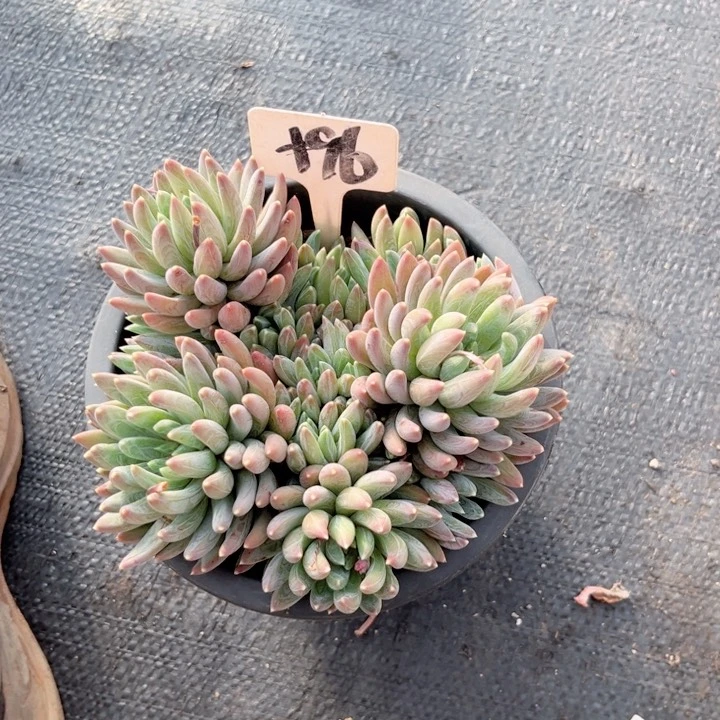 晨语多肉一物一拍+96