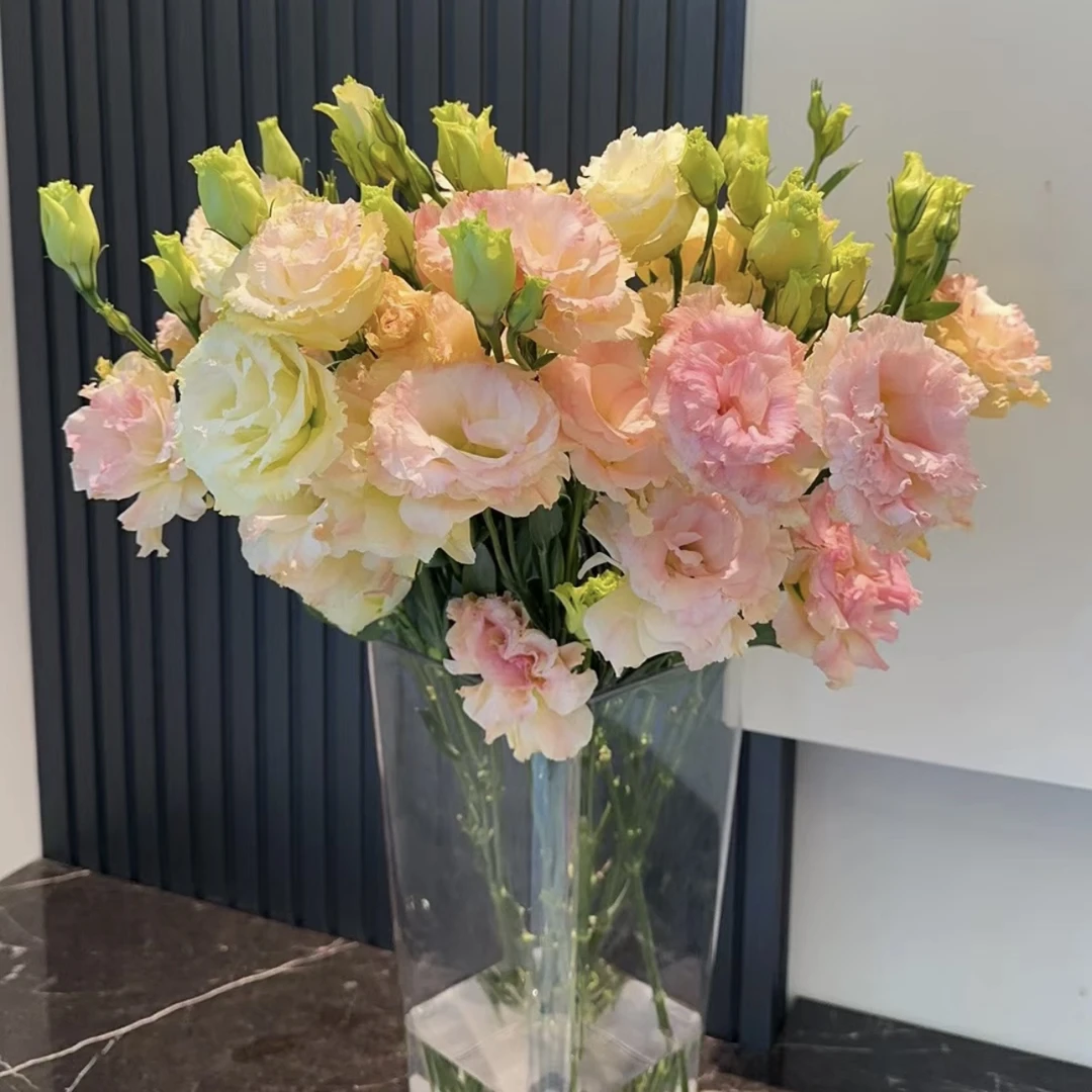 『洋桔梗·香槟』高品质洋桔梗  全场一单包邮 两单顺丰