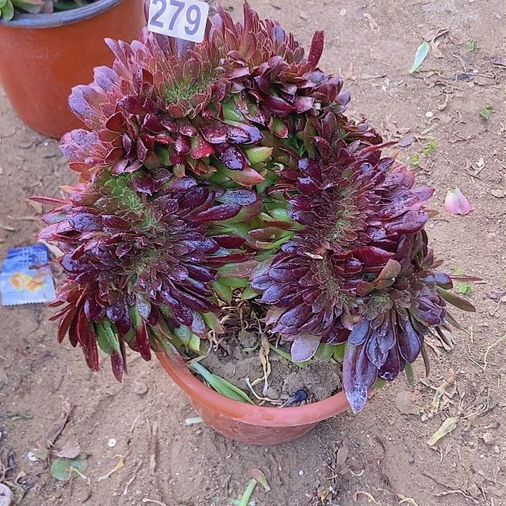 279纳加女王缀老板子法师缀