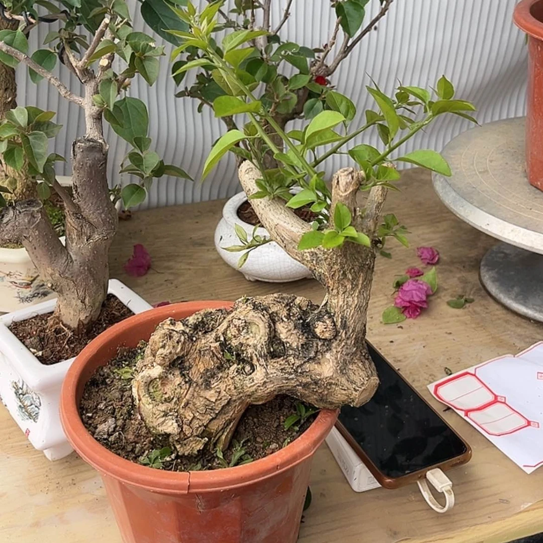 【闪购商品】完全开放飞*