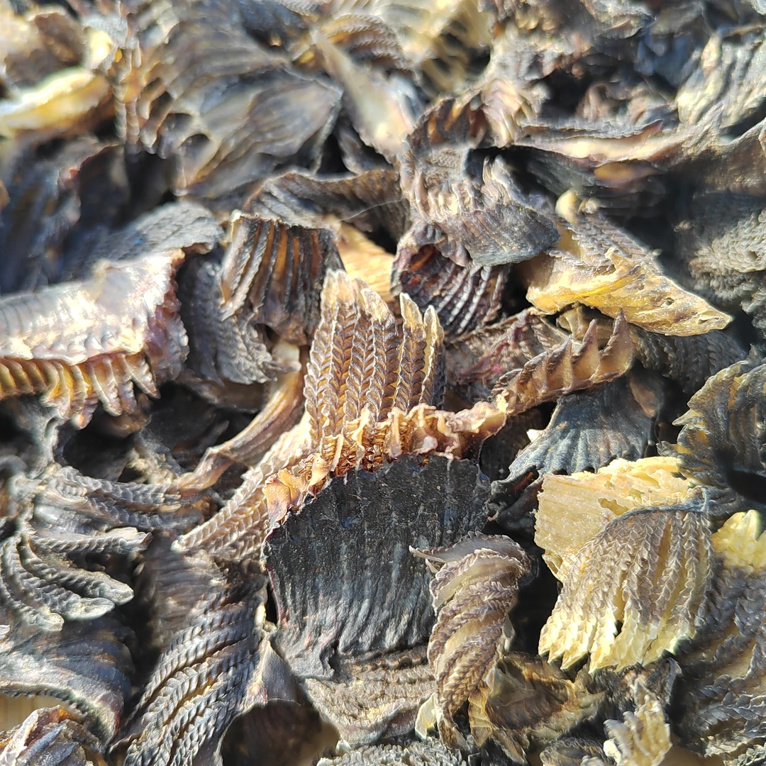彭鱼鳃小号煲汤干货