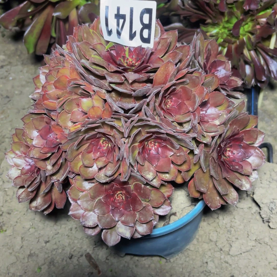 千面男爵28////47包邮