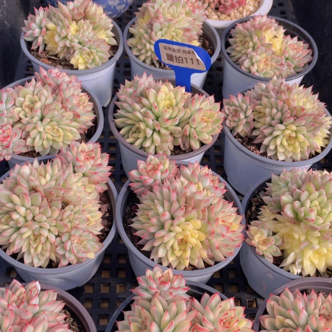 量拍111号 炫彩女雏锦大群生一个