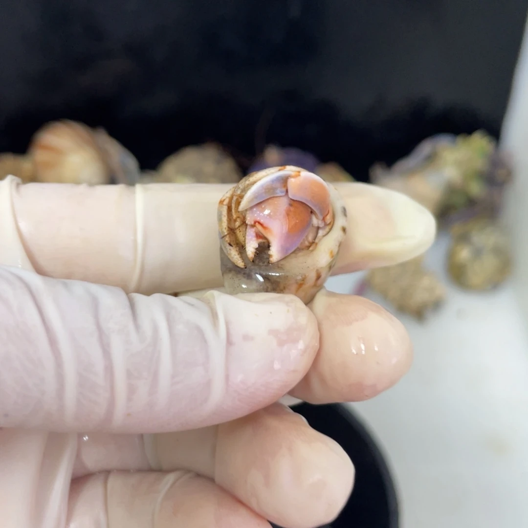 F20 小丸子专拍紫陆1.5口小桔色