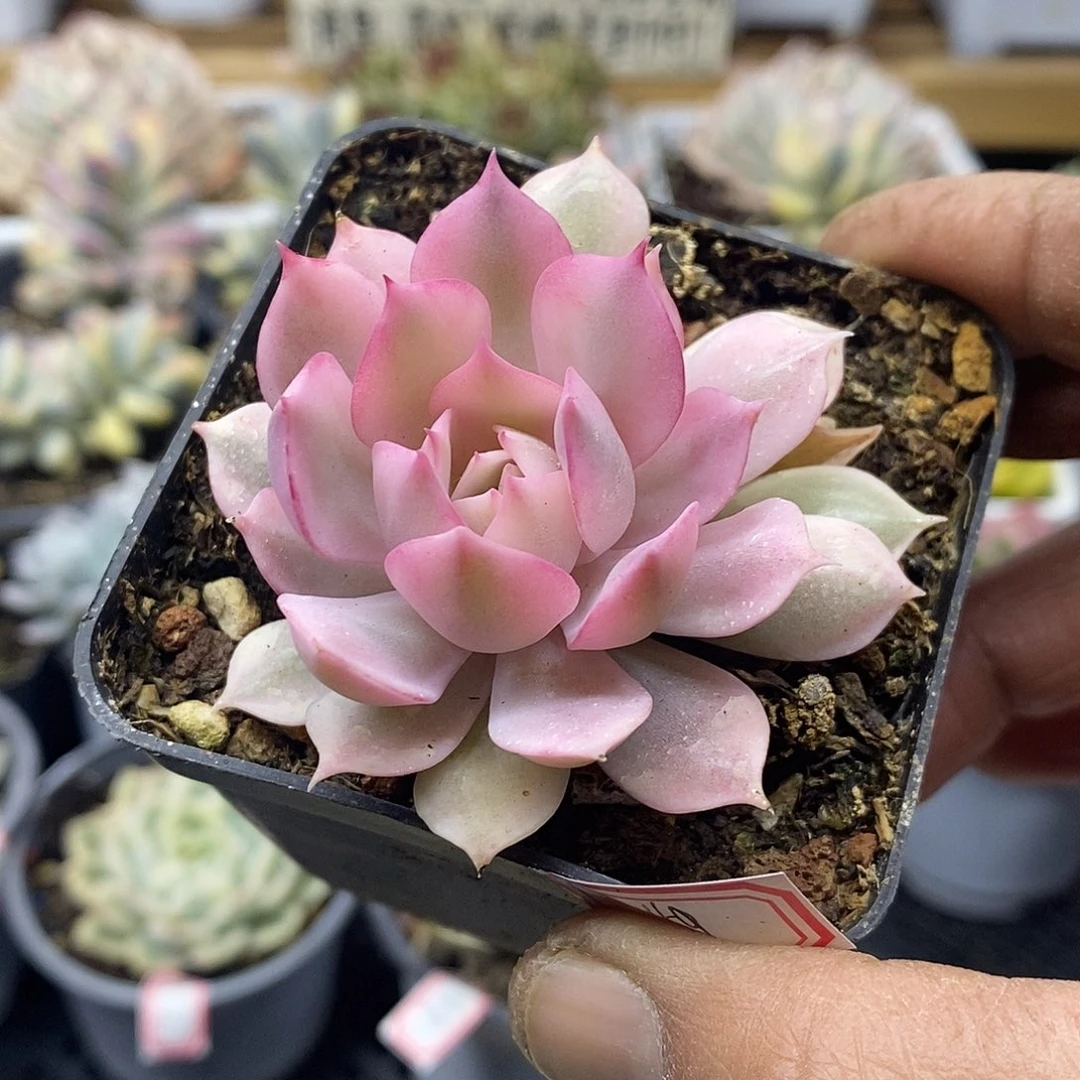 1449 小粉蝶覆轮锦 需延时发货