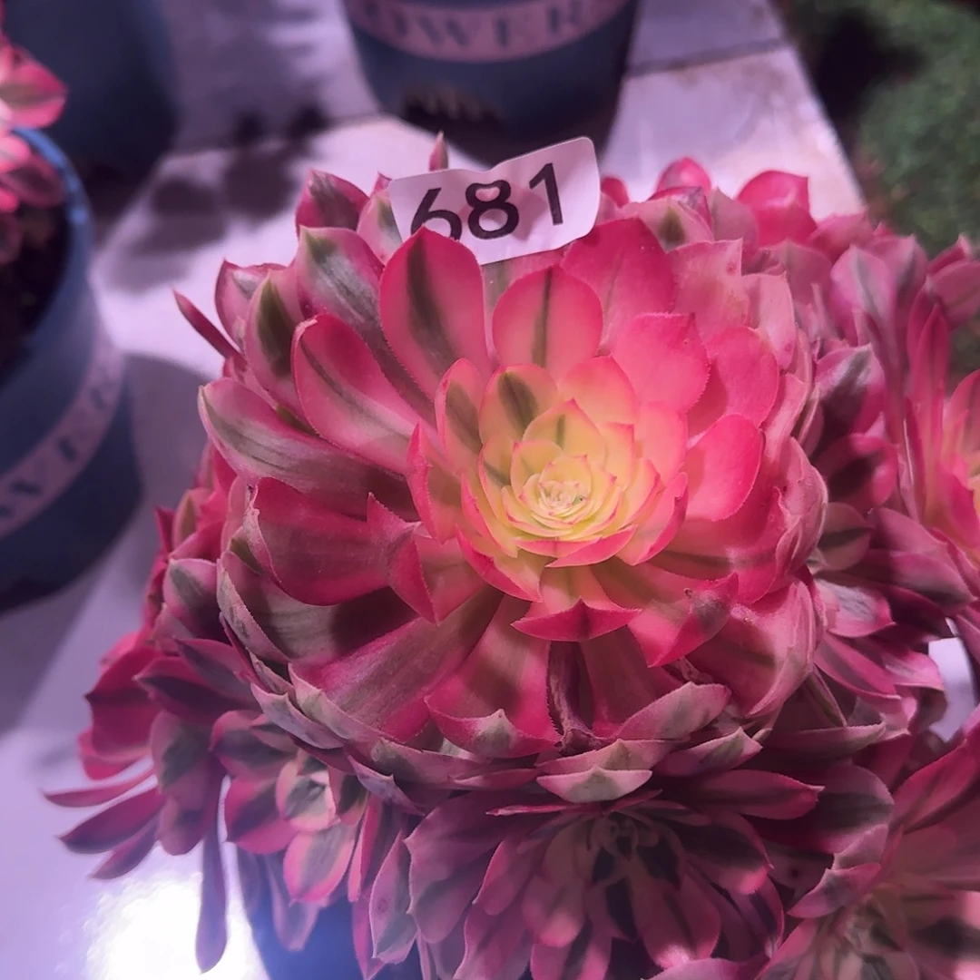 多肉植物法师倾城681