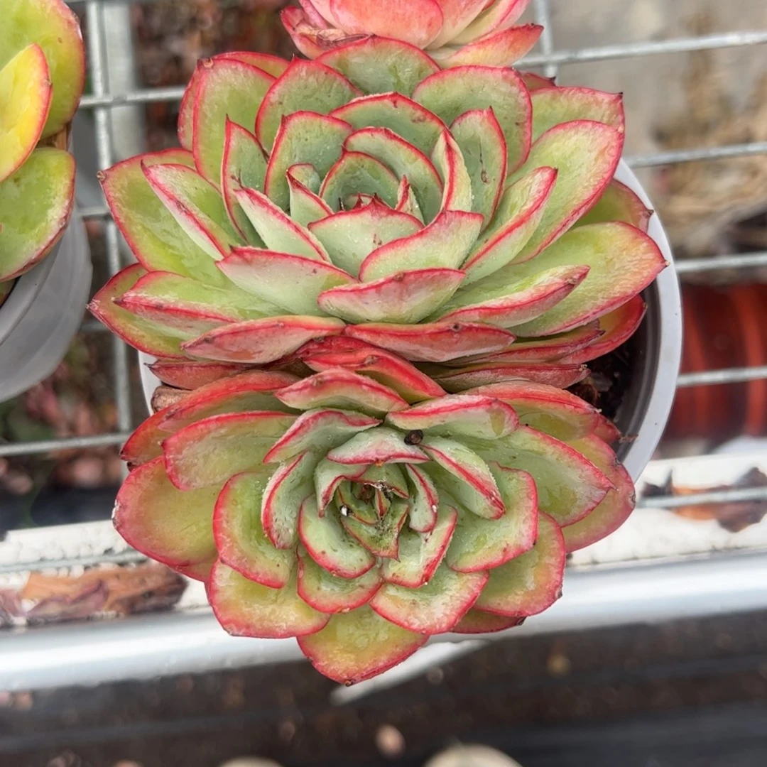 酸***陈特价牡丹亭多肉植物精品