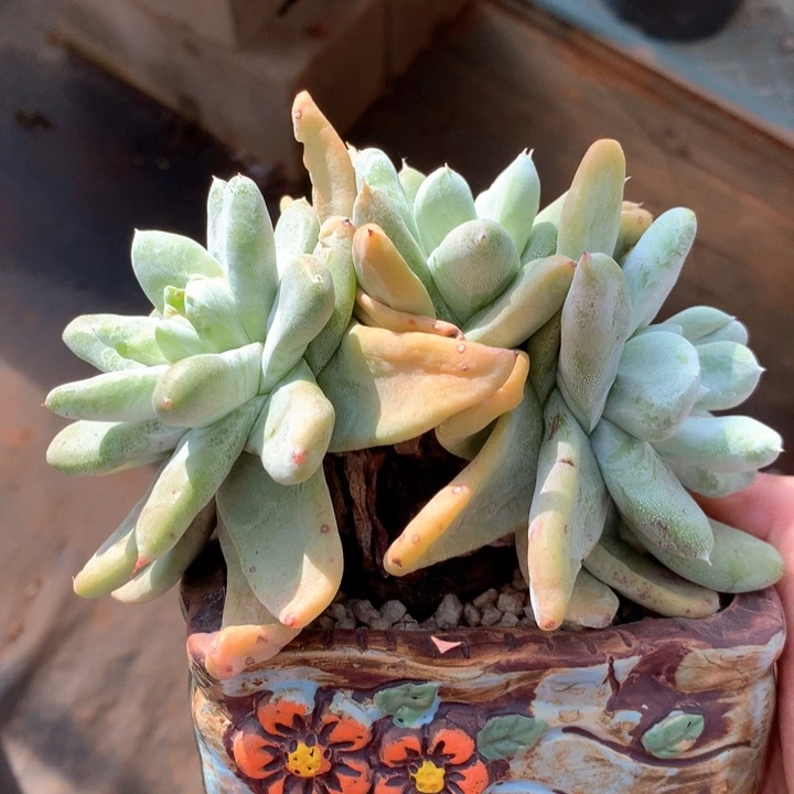 拇指，多肉植物啦啦啦啦啦