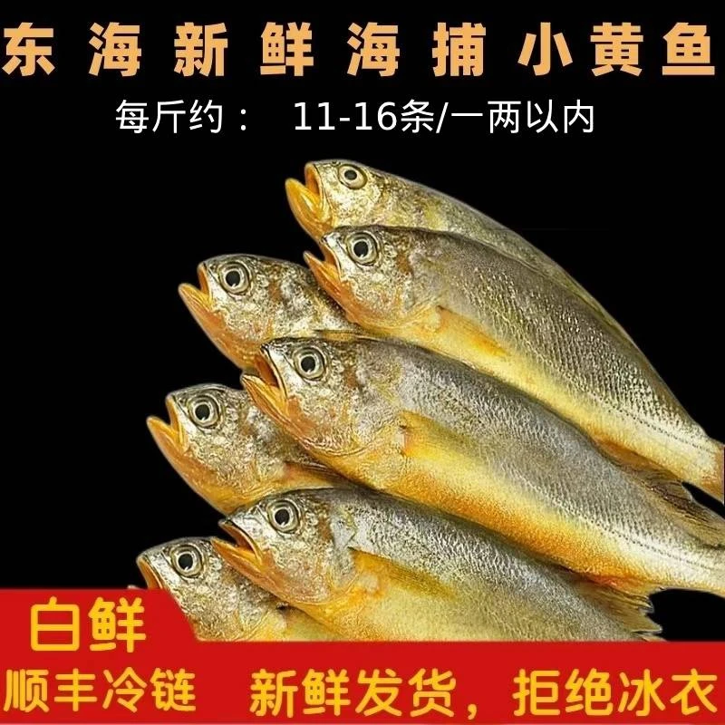 《东海码头》东海新鲜海捕小黄鱼 3斤  顺丰 新鲜 规格1斤11-16条