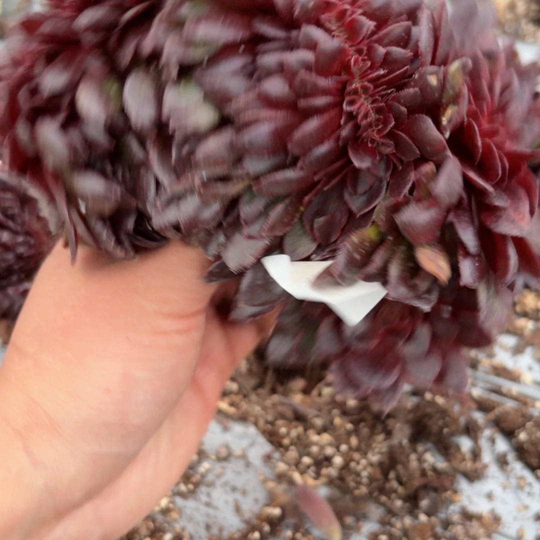 我8183 号多肉法师特价