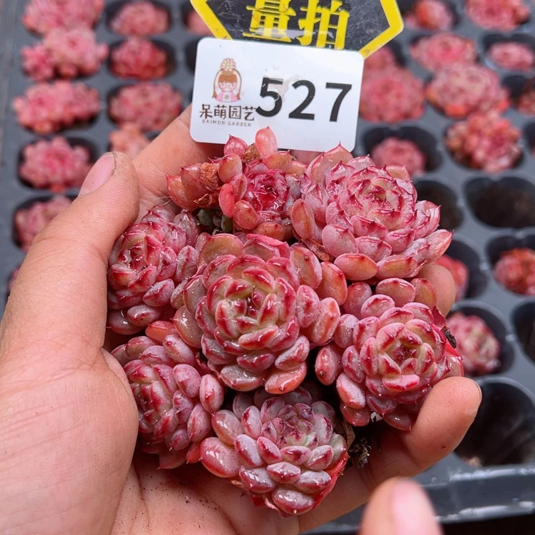 多肉植物多肉植物