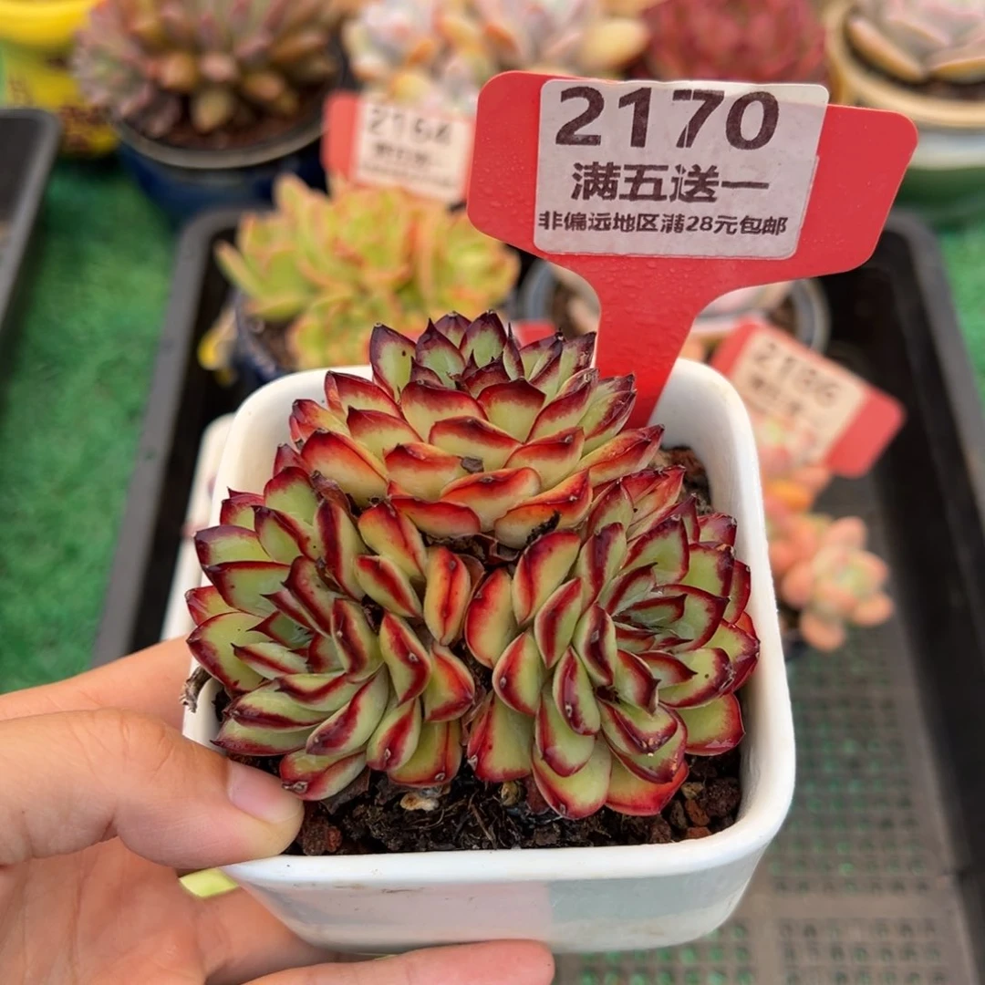 表妹精品多肉2170.