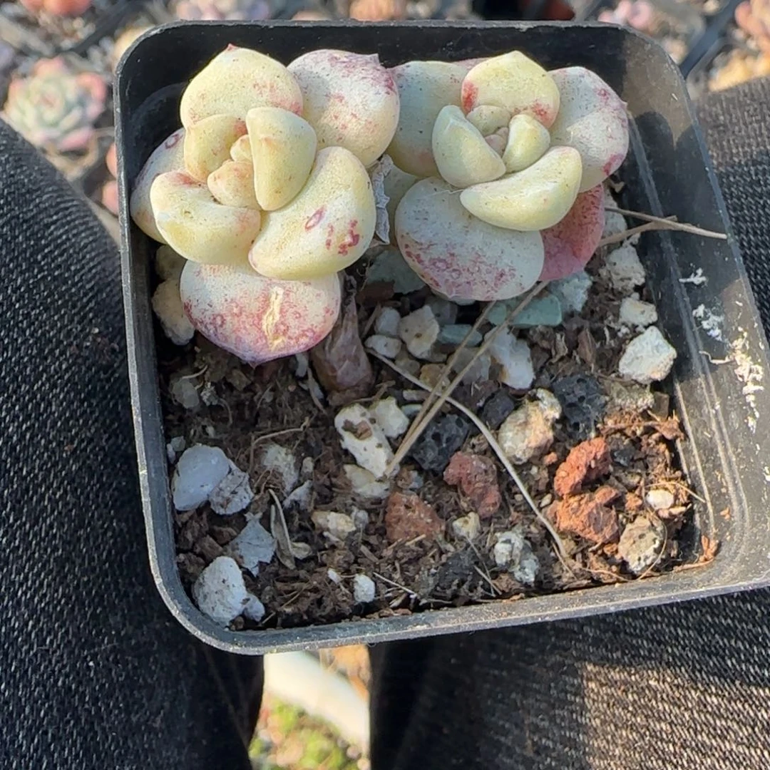 多肉小卡拉米糖心一物一拍