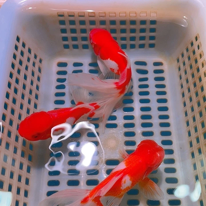 金鱼?****。金鱼宠粉福利