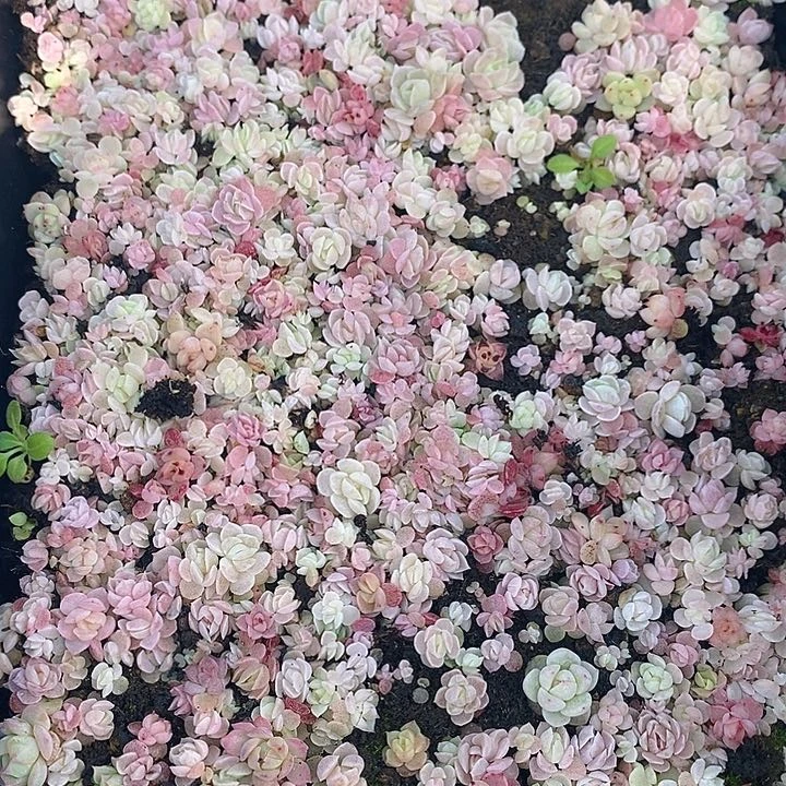 212 多肉植物盆栽花卉植物