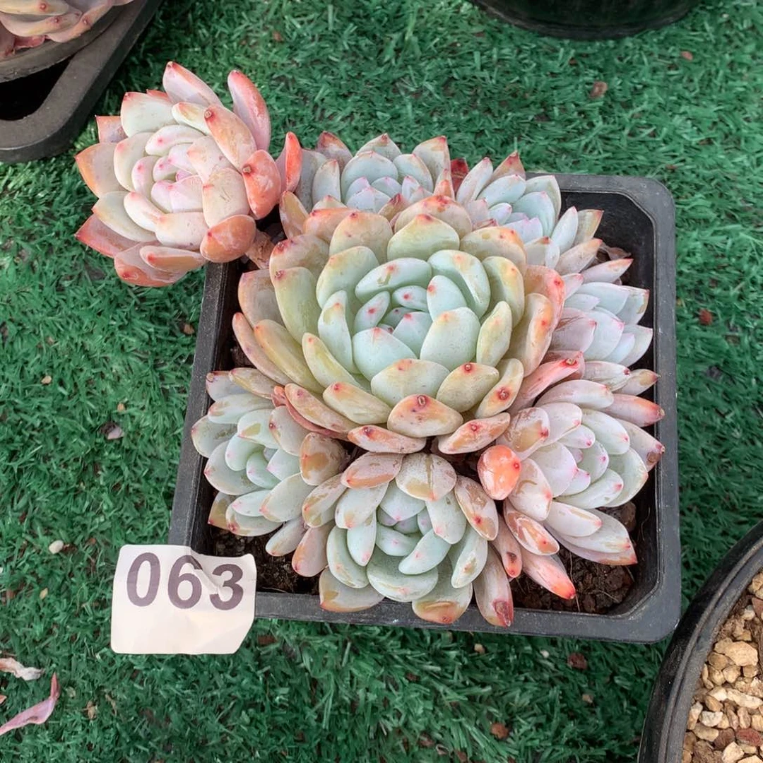 063橙子多肉植物