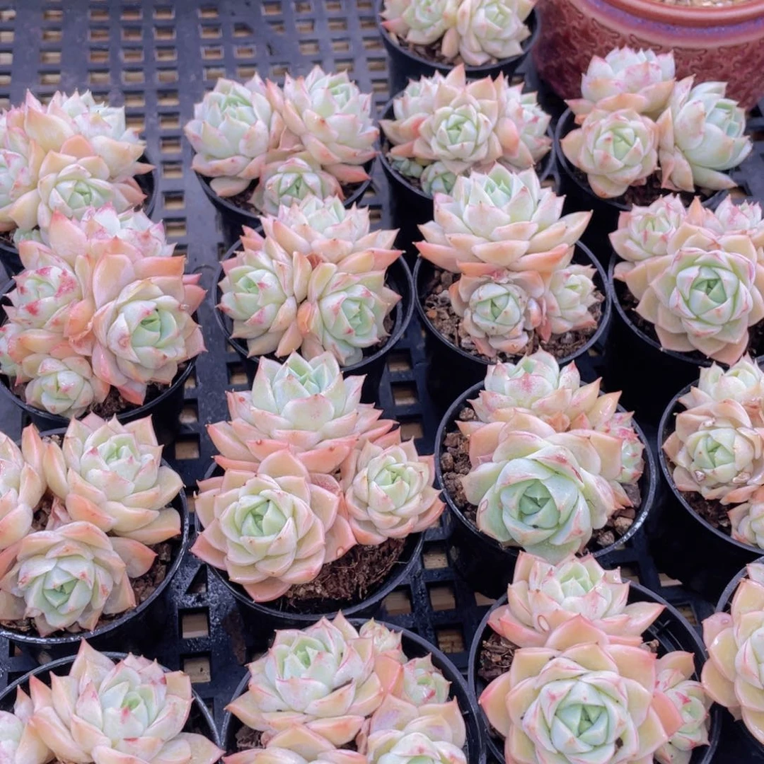 量拍19号 宽叶白透大乔群生2个