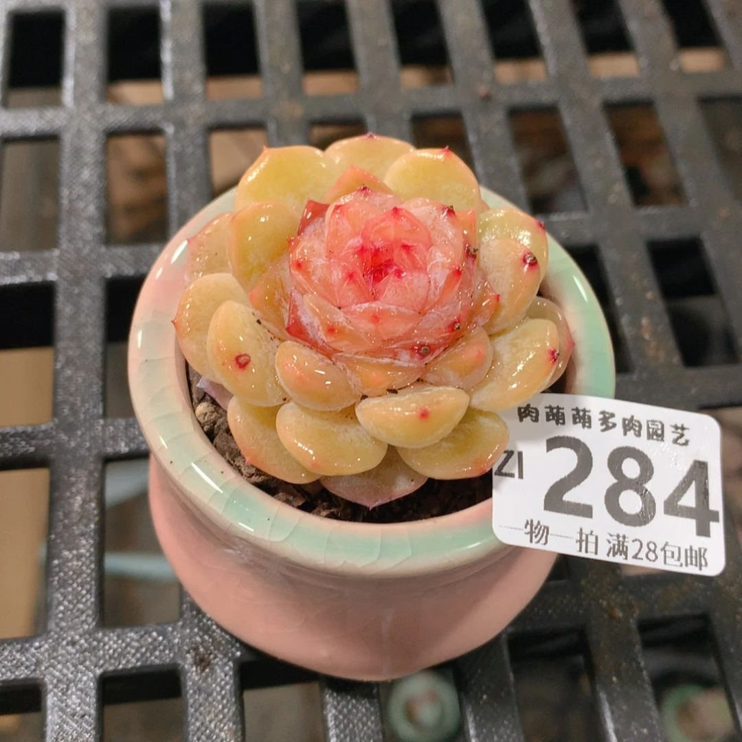 肉萌萌拇指盆精控多肉ZI284