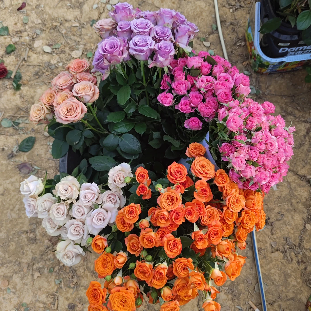 【单头+多头】长枝单头20枝玫瑰+多头10枝