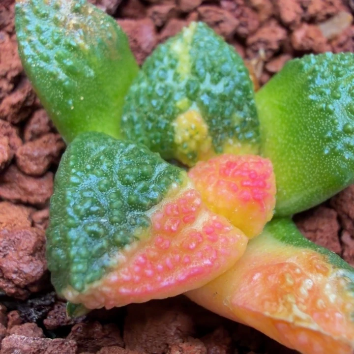 下播放漏圆肥连山哥斯拉