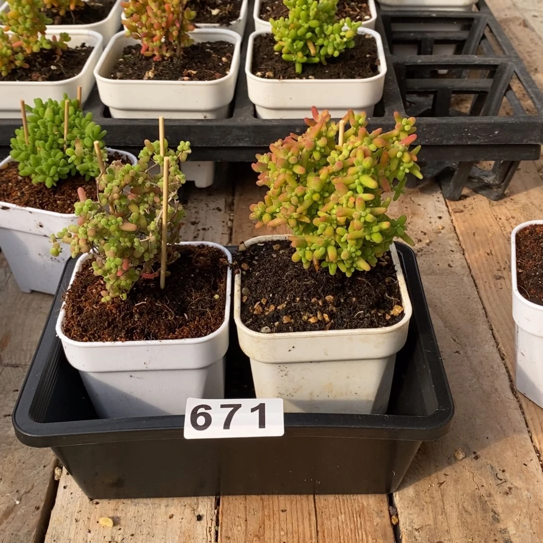 枝干番杏多肉植物671