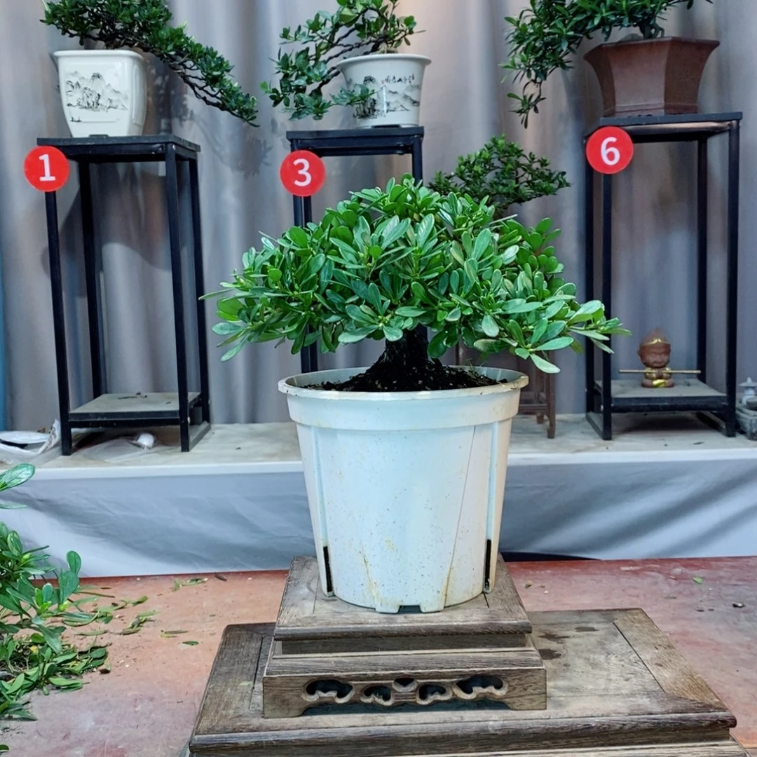 无花朵栀子花开了