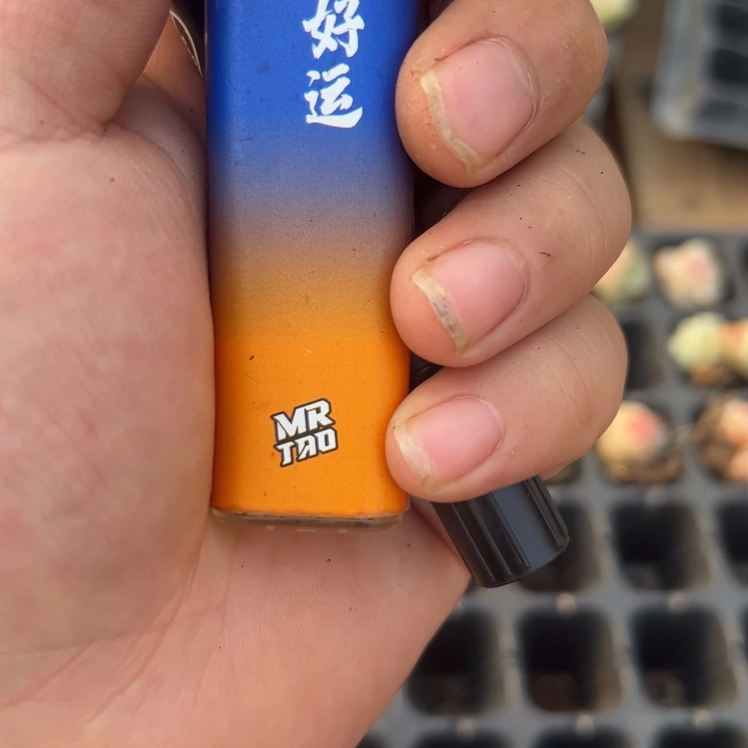 糖心多肉一物一拍